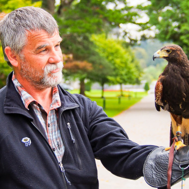 The Hawk has Landed – Ireland School of Falconry