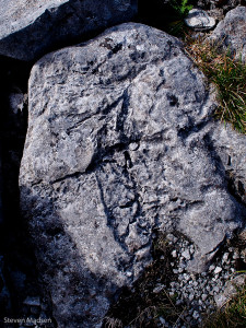 Fossilised Coral on The Burren