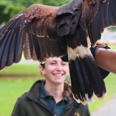 The Hawk has Landed – Ireland School of Falconry