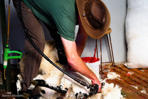 Shearing a ewe