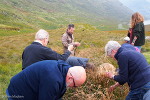 Collecting reeds to make a st Bridget's Cross